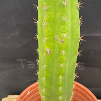 #EC283 EXACT Trichocereus Hybrid Lost Label Cactus 13"