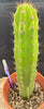 #EC283 EXACT Trichocereus Hybrid Lost Label Cactus 13"