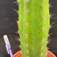 #EC283 EXACT Trichocereus Hybrid Lost Label Cactus 13"