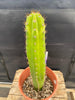 #EC283 EXACT Trichocereus Hybrid Lost Label Cactus 13"