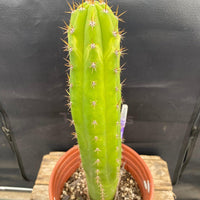 #EC283 EXACT Trichocereus Hybrid Lost Label Cactus 13"