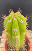 #EC283 EXACT Trichocereus Hybrid Lost Label Cactus 13"