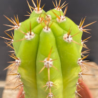 #EC283 EXACT Trichocereus Hybrid Lost Label Cactus 13"