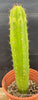 #EC283 EXACT Trichocereus Hybrid Lost Label Cactus 13"