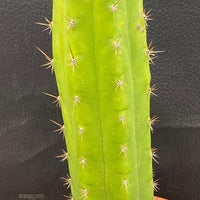 #EC283 EXACT Trichocereus Hybrid Lost Label Cactus 13"