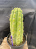 #EC284 EXACT Trichocereus  Cactus Plant 12"