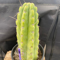 #EC284 EXACT Trichocereus  Cactus Plant 12"