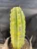 #EC284 EXACT Trichocereus  Cactus Plant 12"