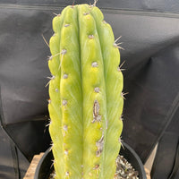 #EC284 EXACT Trichocereus  Cactus Plant 12"