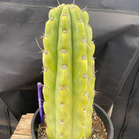 #EC284 EXACT Trichocereus  Cactus Plant 12"