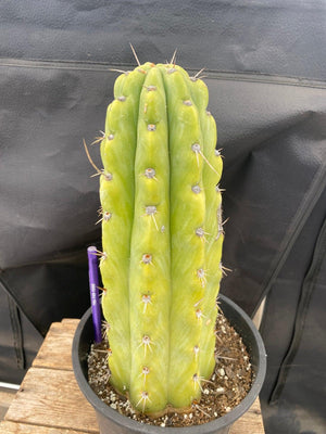 #EC284 EXACT Trichocereus  Cactus Plant 12