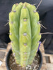 #EC284 EXACT Trichocereus  Cactus Plant 12"