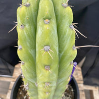 #EC284 EXACT Trichocereus  Cactus Plant 12"