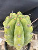 #EC284 EXACT Trichocereus  Cactus Plant 12"