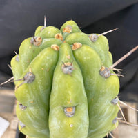 #EC284 EXACT Trichocereus  Cactus Plant 12"