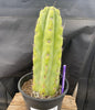 #EC284 EXACT Trichocereus  Cactus Plant 12"