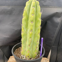 #EC284 EXACT Trichocereus  Cactus Plant 12"