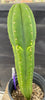 #EC286 EXACT Trichocereus Hybrid Malo4 X HZ Cactus Plant 14.5"