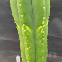 #EC286 EXACT Trichocereus Hybrid Malo4 X HZ Cactus Plant 14.5"