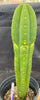 #EC286 EXACT Trichocereus Hybrid Malo4 X HZ Cactus Plant 14.5"