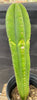 #EC286 EXACT Trichocereus Hybrid Malo4 X HZ Cactus Plant 14.5"