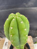 #EC286 EXACT Trichocereus Hybrid Malo4 X HZ Cactus Plant 14.5"