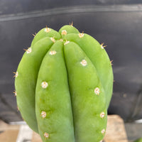 #EC286 EXACT Trichocereus Hybrid Malo4 X HZ Cactus Plant 14.5"