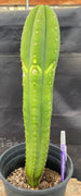 #EC286 EXACT Trichocereus Hybrid Malo4 X HZ Cactus Plant 14.5"