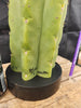 #EC289 EXACT Trichocereus Cordobensis Brighton X Knuthianus Cactus 11.5"