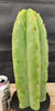 #EC289 EXACT Trichocereus Cordobensis Brighton X Knuthianus Cactus 11.5"