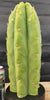 #EC289 EXACT Trichocereus Cordobensis Brighton X Knuthianus Cactus 11.5"