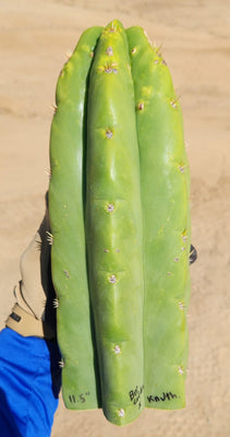 #EC289 EXACT Trichocereus Cordobensis Brighton X Knuthianus Cactus 11.5