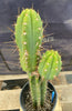 #EC294 EXACT Trichocereus Hybrid Bridgesii Bertha X Super Pedro Cactus Plant 17”