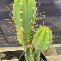 #EC294 EXACT Trichocereus Hybrid Bridgesii Bertha X Super Pedro Cactus Plant 17”