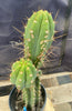 #EC294 EXACT Trichocereus Hybrid Bridgesii Bertha X Super Pedro Cactus Plant 17”