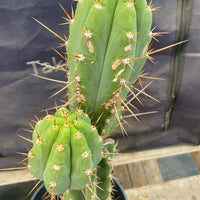 #EC294 EXACT Trichocereus Hybrid Bridgesii Bertha X Super Pedro Cactus Plant 17”