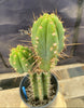 #EC294 EXACT Trichocereus Hybrid Bridgesii Bertha X Super Pedro Cactus Plant 17”