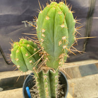 #EC294 EXACT Trichocereus Hybrid Bridgesii Bertha X Super Pedro Cactus Plant 17”