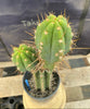 #EC294 EXACT Trichocereus Hybrid Bridgesii Bertha X Super Pedro Cactus Plant 17”