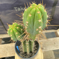 #EC294 EXACT Trichocereus Hybrid Bridgesii Bertha X Super Pedro Cactus Plant 17”