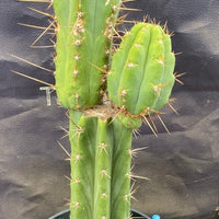 #EC294 EXACT Trichocereus Hybrid Bridgesii Bertha X Super Pedro Cactus Plant 17”