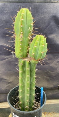 #EC294 EXACT Trichocereus Hybrid Bridgesii Bertha X Super Pedro Cactus Plant 17”