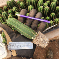 #EC295 EXACT Trichocereus Scopulicola Kesey X Pachanoi Torres & Torres Cactus Seedling 4"