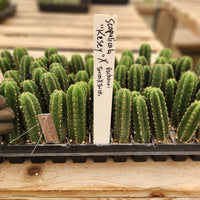 #EC295 EXACT Trichocereus Scopulicola Kesey X Pachanoi Torres & Torres Cactus Seedling 4"