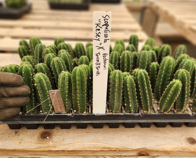 #EC295 EXACT Trichocereus Scopulicola Kesey X Pachanoi Torres & Torres Cactus Seedling 4