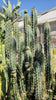 #EC30 EXACT Trichocereus Chalaensis Cactus Cutting 7-12" Plant