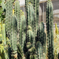 #EC30 EXACT Trichocereus Chalaensis Cactus Cutting 7-12" Plant