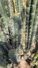 #EC30 EXACT Trichocereus Chalaensis Cactus Cutting 7-12" Plant