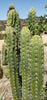 #EC30 EXACT Trichocereus Chalaensis Cactus Cutting 7-12" Plant