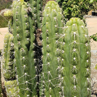 #EC30 EXACT Trichocereus Chalaensis Cactus Cutting 7-12" Plant